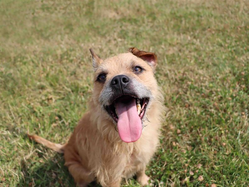 Tango | Terrier (Border) Cross | Darlington - 3