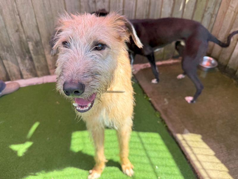 Peter Ruffit | Lurcher | Cardiff - 1