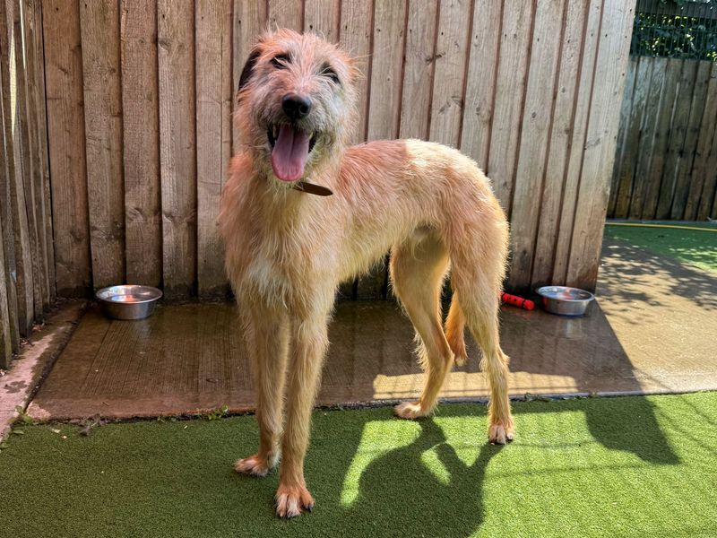 Peter Ruffit | Lurcher | Cardiff - 2