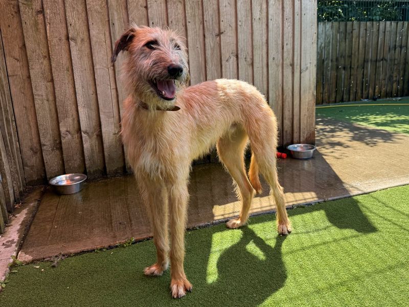 Peter Ruffit | Lurcher | Cardiff - 5