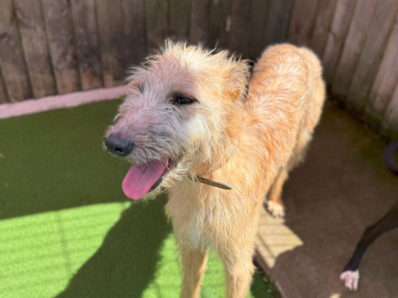Peter Ruffit | Lurcher | Cardiff - 4