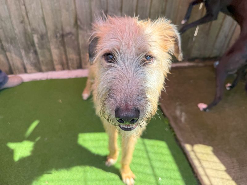 Peter Ruffit | Lurcher | Cardiff - 6