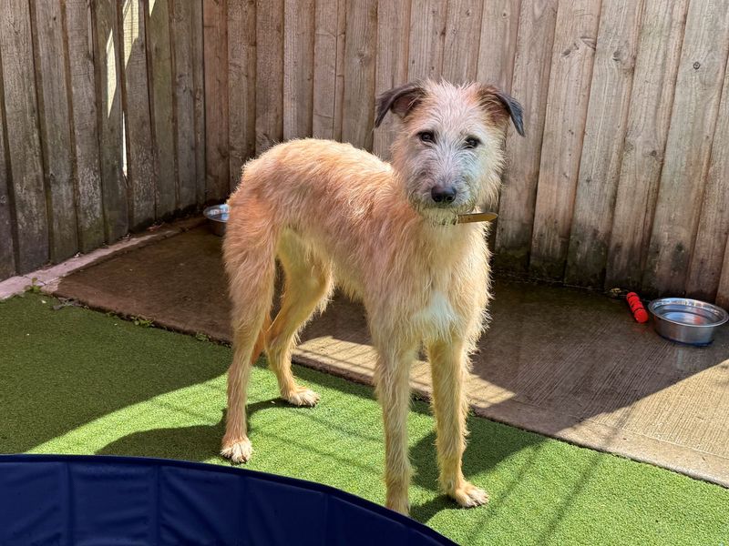 Peter Ruffit | Lurcher | Cardiff - 3