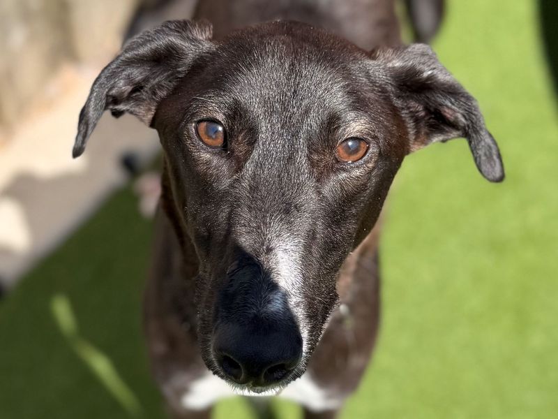 Indiana Bones | Lurcher | Cardiff - 2