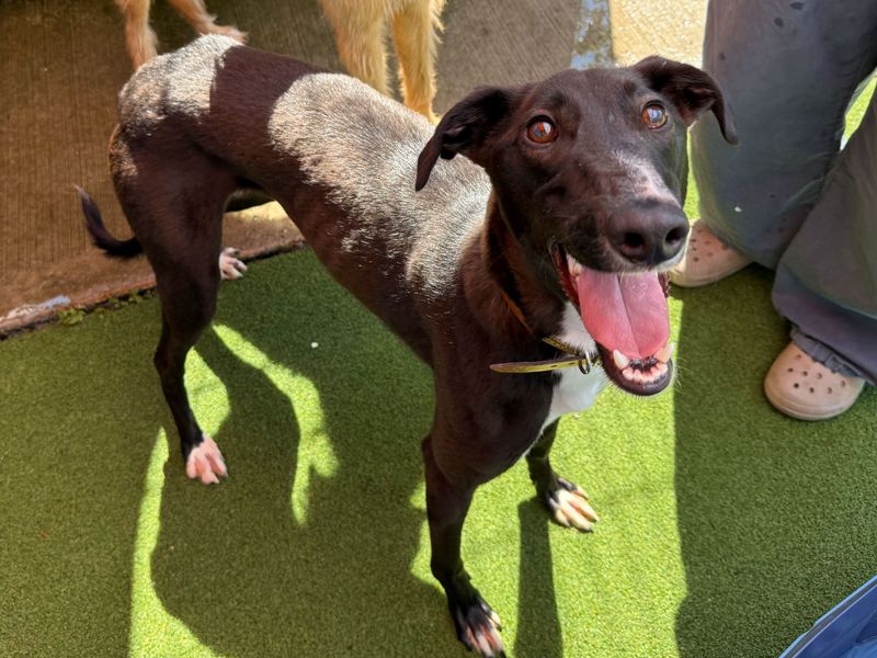 Indiana Bones | Lurcher | Cardiff - 1