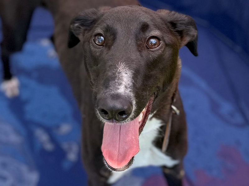 Indiana Bones | Lurcher | Cardiff - 5