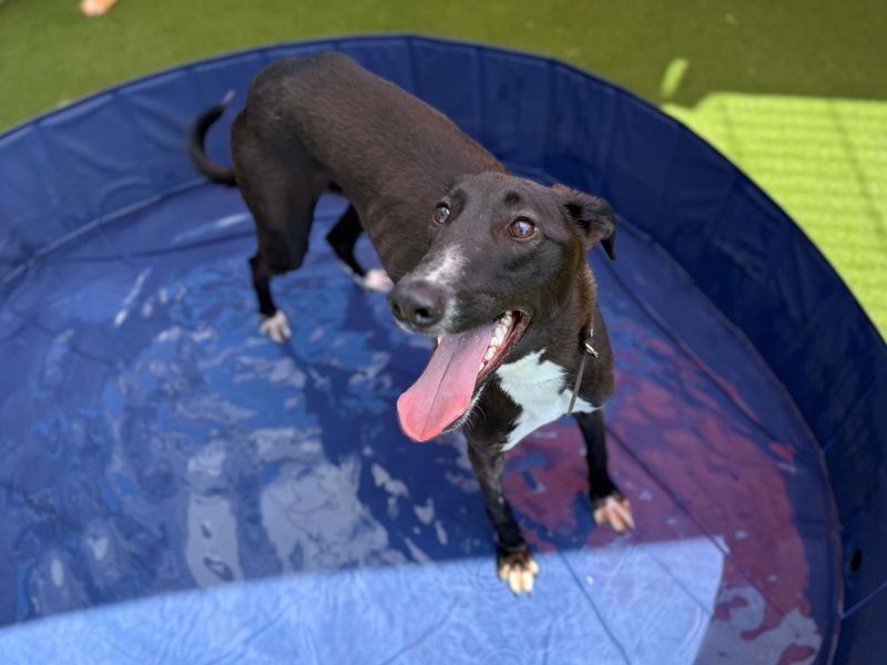 Indiana Bones | Lurcher | Cardiff - 3