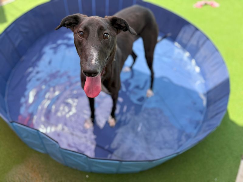 Indiana Bones | Lurcher | Cardiff - 4