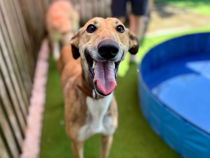 Jabba The Mutt | Lurcher | Cardiff - 1