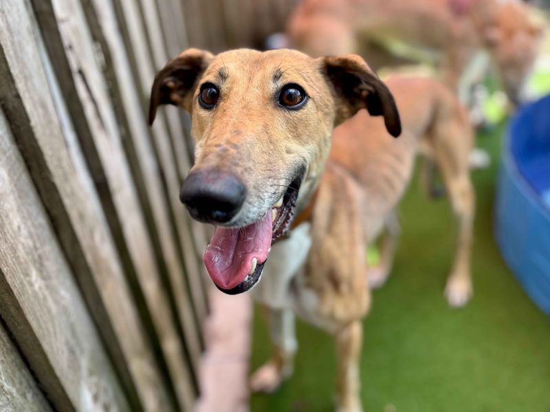 Jabba The Mutt | Lurcher | Cardiff - 4