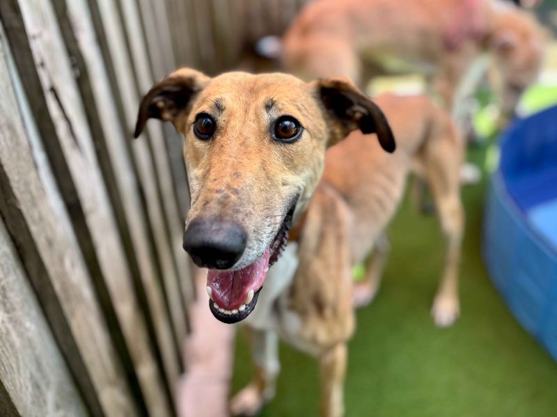 Jabba The Mutt | Lurcher | Cardiff - 2