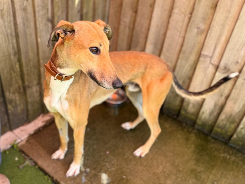 Jabba The Mutt | Lurcher | Cardiff - 3