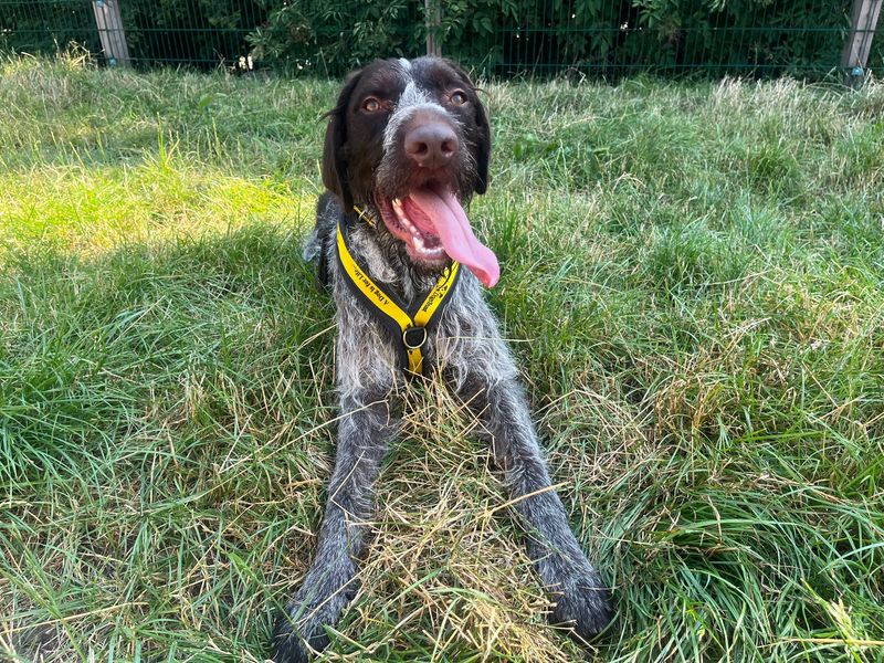Chew-Barka | Pointer (German Wirehaired) | Cardiff - 2