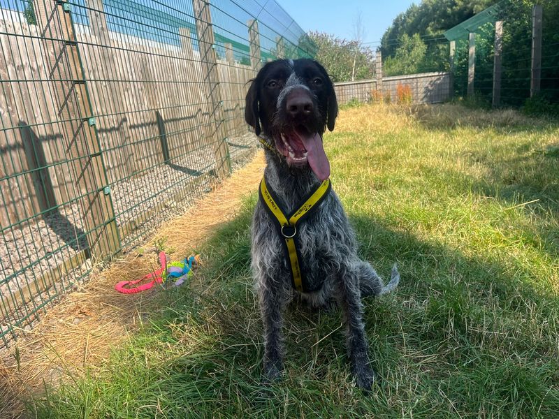 Chew-Barka | Pointer (German Wirehaired) | Cardiff - 3