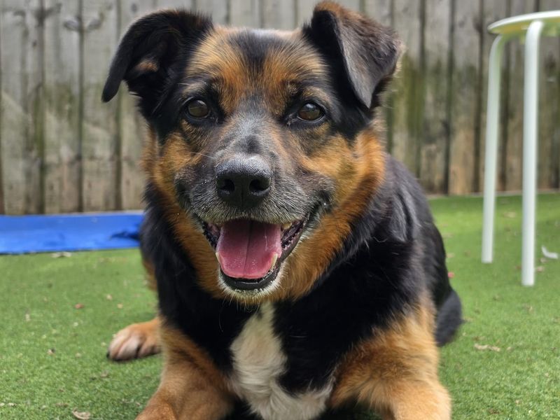 Bark-Tholomew | Crossbreed | Cardiff - 5