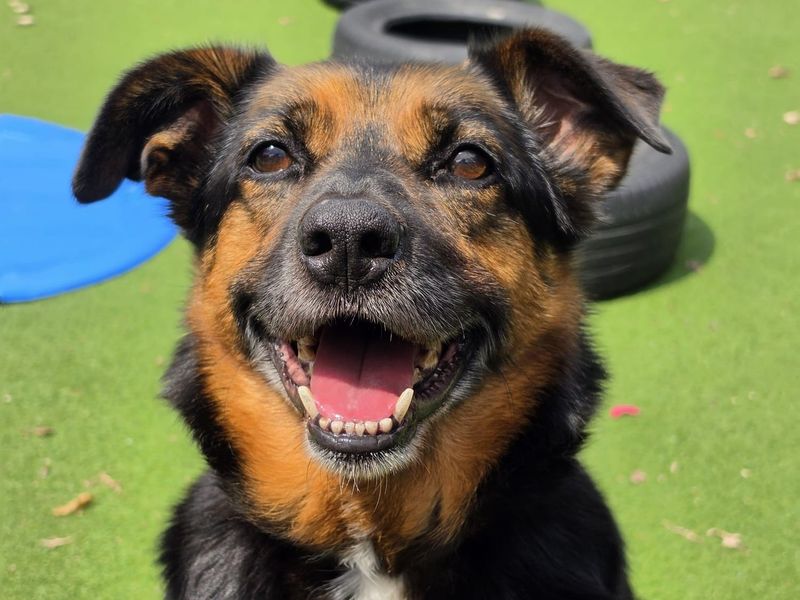Bark-Tholomew | Crossbreed | Cardiff - 1