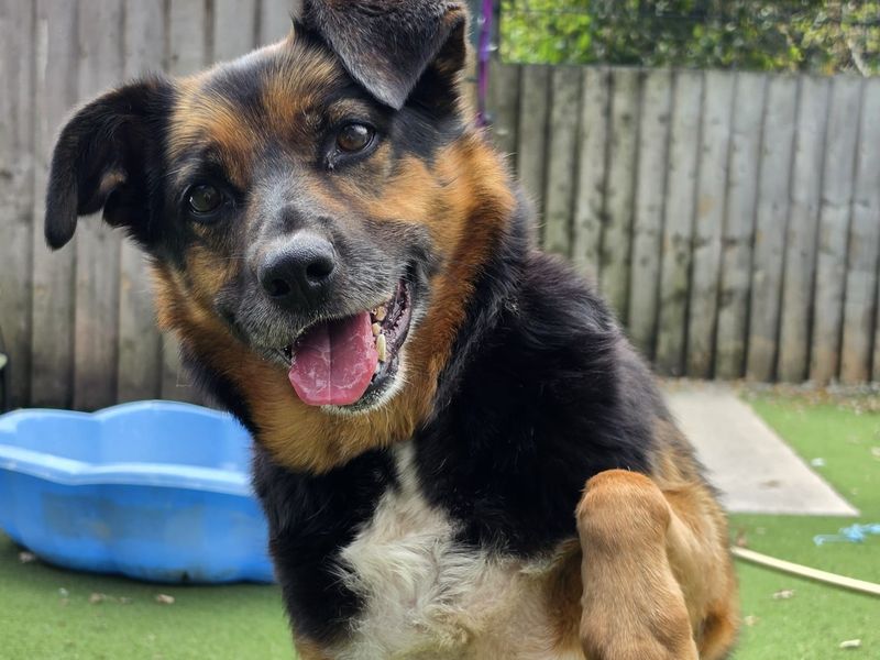 Bark-Tholomew | Crossbreed | Cardiff - 2