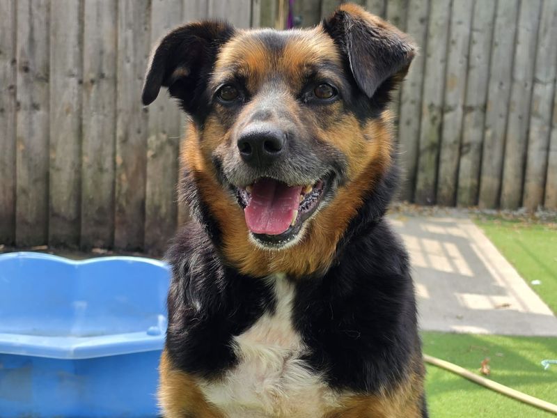 Bark-Tholomew | Crossbreed | Cardiff - 3