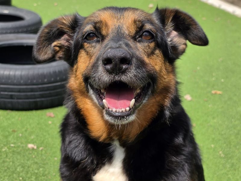 Bark-Tholomew | Crossbreed | Cardiff - 4