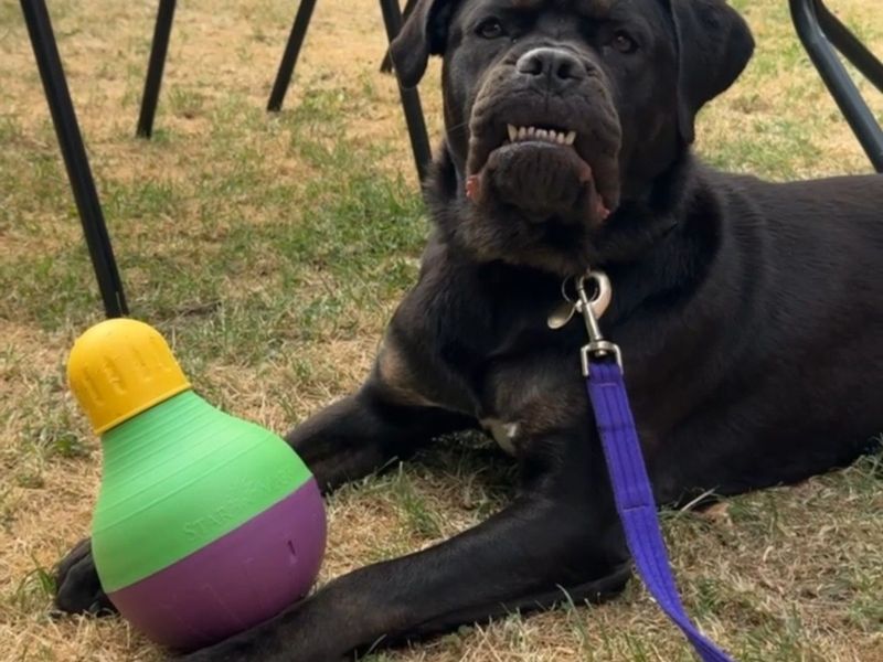 Delores | Rottweiler Cross | Newbury (Berkshire) - 2