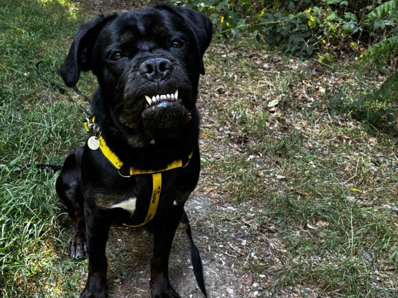 Delores | Rottweiler Cross | Newbury (Berkshire) - 5