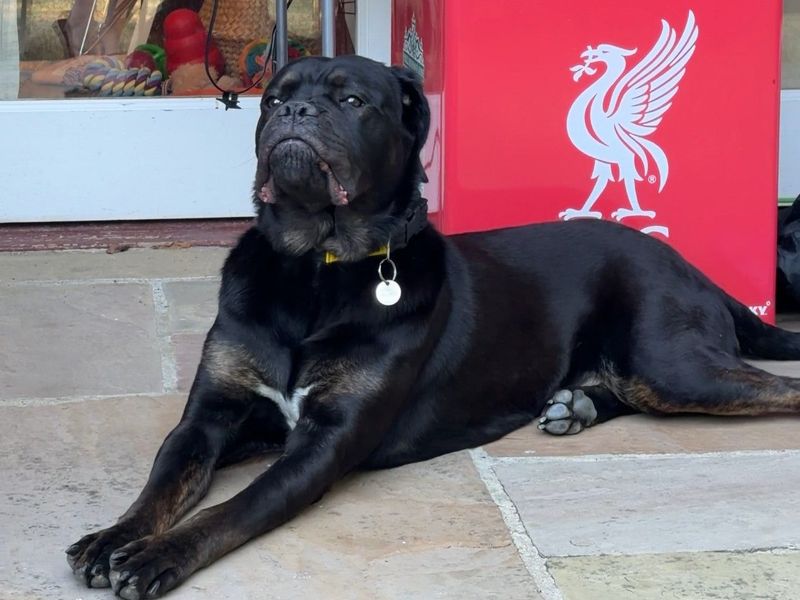 Delores | Rottweiler Cross | Newbury (Berkshire) - 6