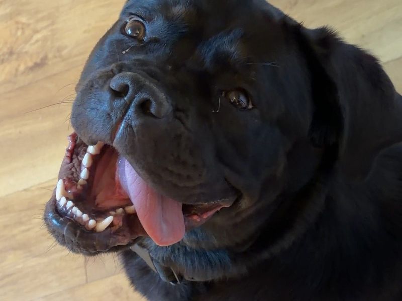 Delores | Rottweiler Cross | Newbury (Berkshire) - 3