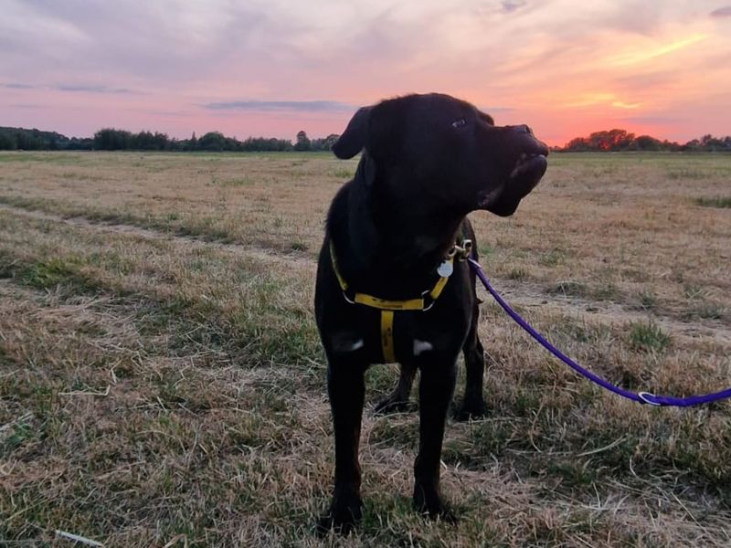 Delores | Rottweiler Cross | Newbury (Berkshire) - 4