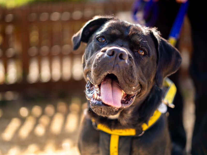 Delores | Rottweiler Cross | Newbury (Berkshire) - 6