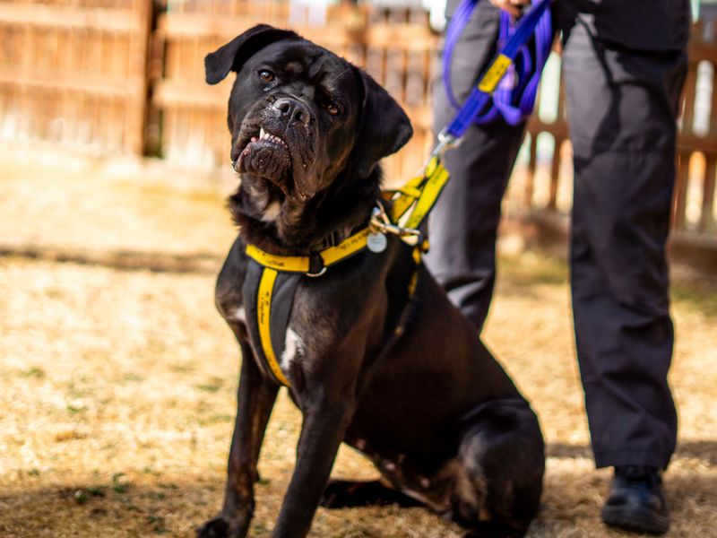Delores | Rottweiler Cross | Newbury (Berkshire) - 3