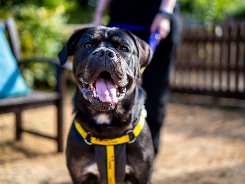Delores | Rottweiler Cross | Newbury (Berkshire) - 5