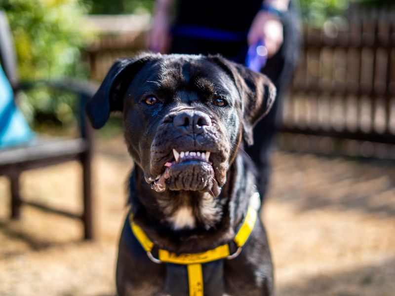 Delores | Rottweiler Cross | Newbury (Berkshire) - 4