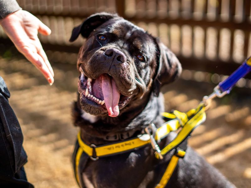 Delores | Rottweiler Cross | Newbury (Berkshire) - 2
