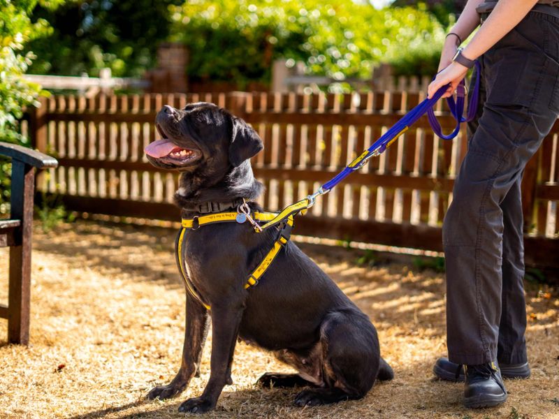 Delores | Rottweiler Cross | Newbury (Berkshire) - 1