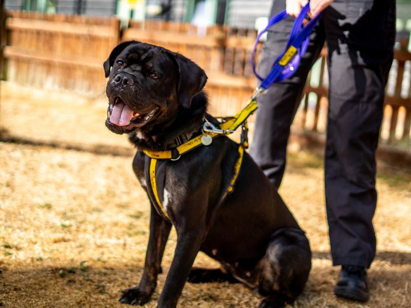 Delores | Rottweiler Cross | Newbury (Berkshire) - 7