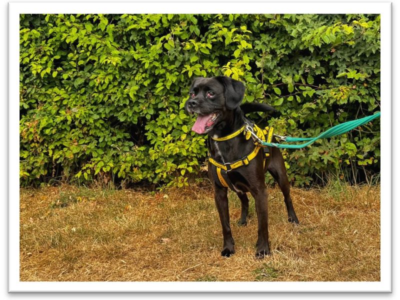 Benji - Image 2 of 2