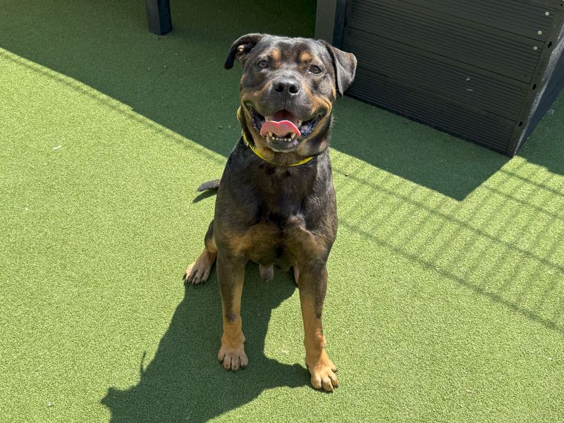 Frank | Retriever (Labrador) Cross | Cardiff - 2