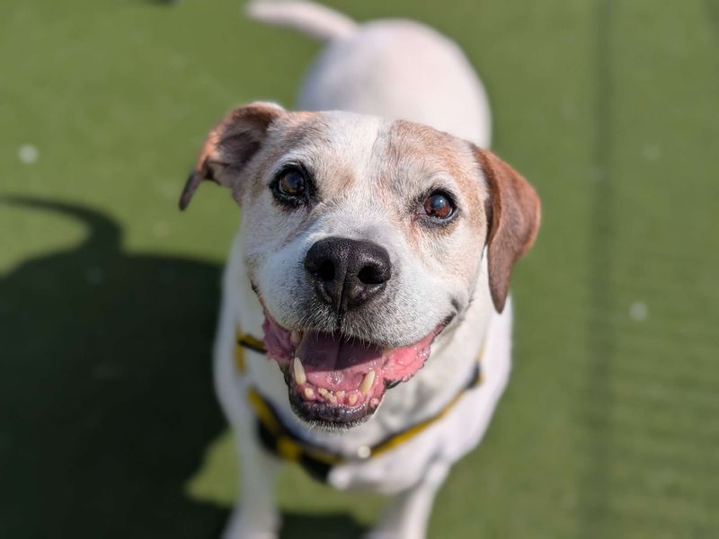 Keith | Beagle Cross | Cardiff - 3