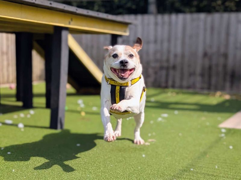 Keith | Beagle Cross | Cardiff - 5
