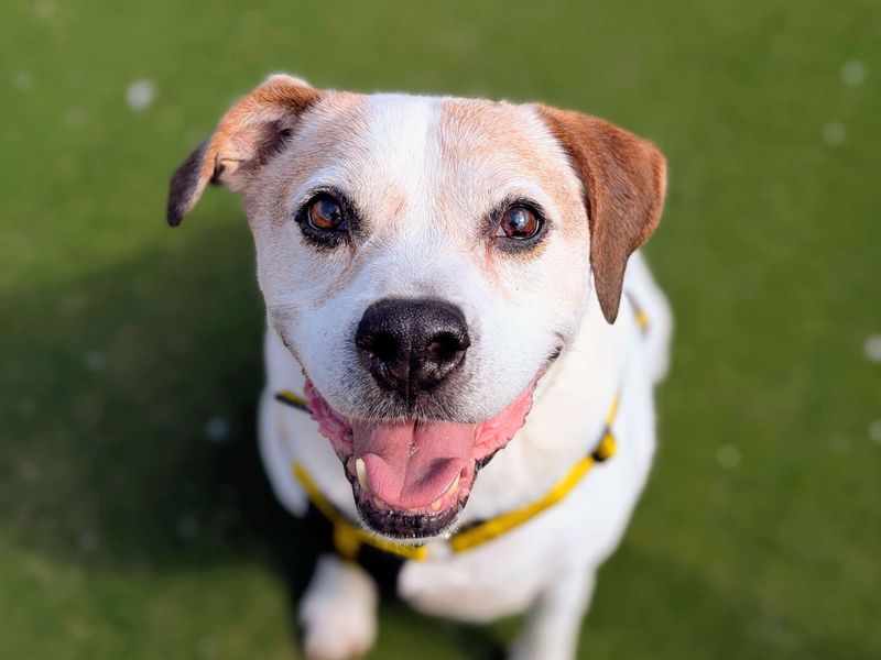 Keith | Beagle Cross | Cardiff - 2