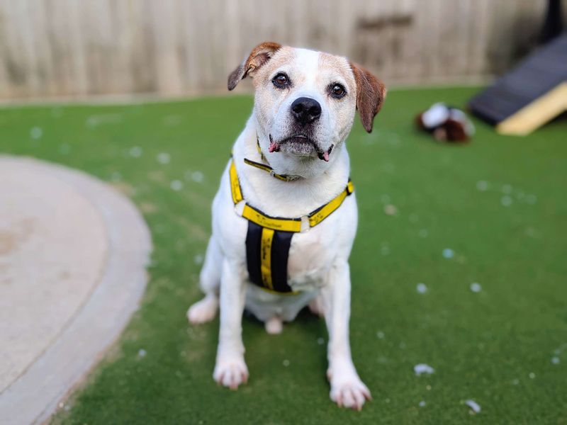 Keith | Beagle Cross | Cardiff - 4