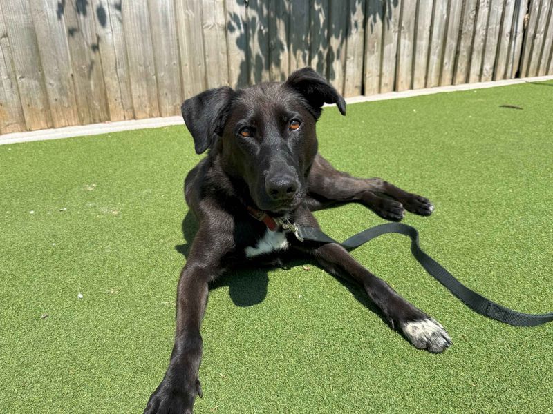 Ginny | Retriever (Labrador) Cross | Cardiff - 5