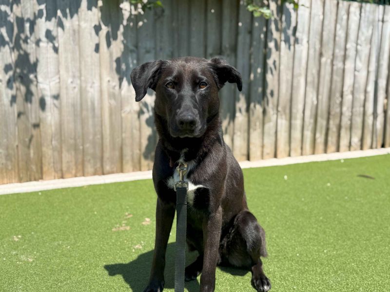 Ginny | Retriever (Labrador) Cross | Cardiff - 1