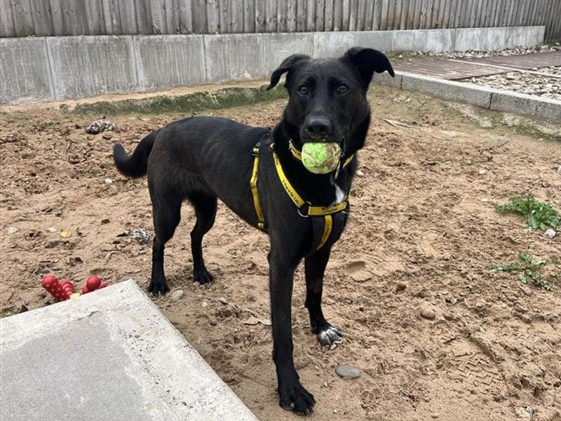 Ginny | Retriever (Labrador) Cross | Cardiff - 5
