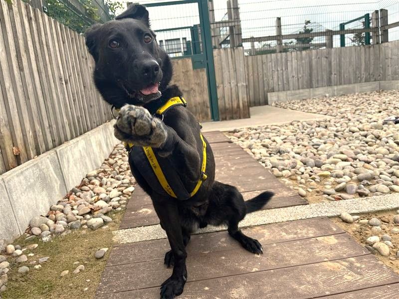 Ginny | Retriever (Labrador) Cross | Cardiff - 1
