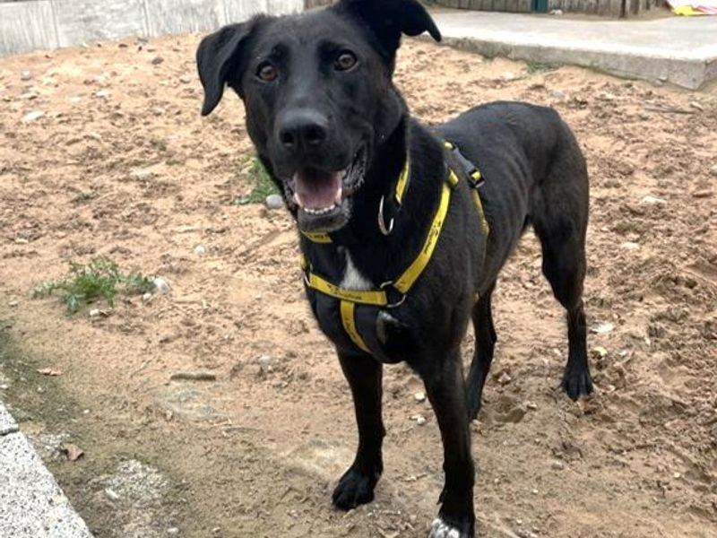 Ginny | Retriever (Labrador) Cross | Cardiff - 8
