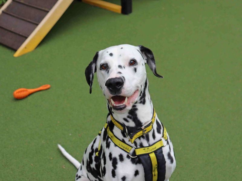 Loki | Dalmatian | Glasgow - 1
