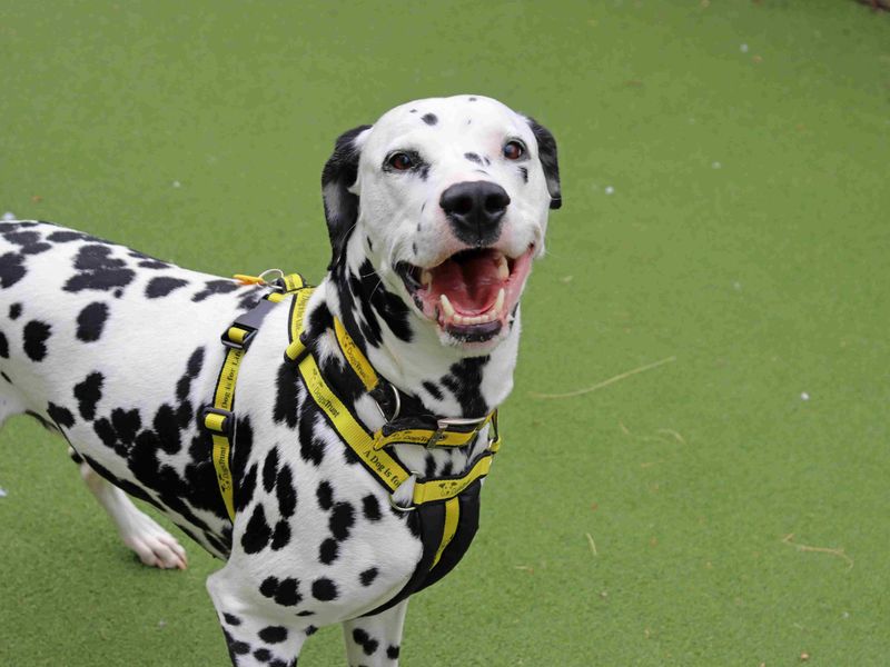 Loki | Dalmatian | Glasgow - 2
