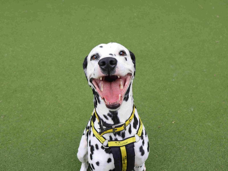 Loki | Dalmatian | Glasgow - 4