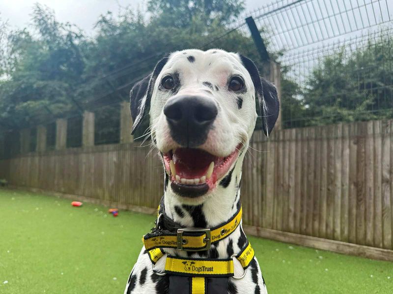 Loki | Dalmatian | Glasgow - 3